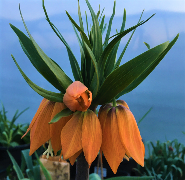 fritilliaria aurora.jpg